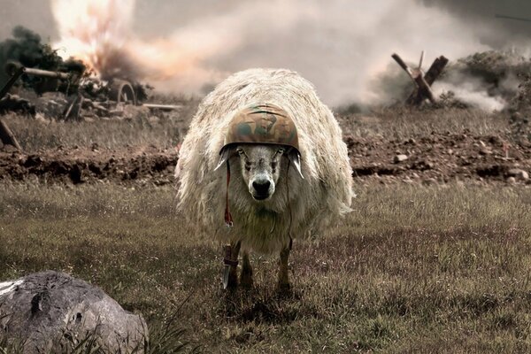 The fighting sheep has defeated everyone