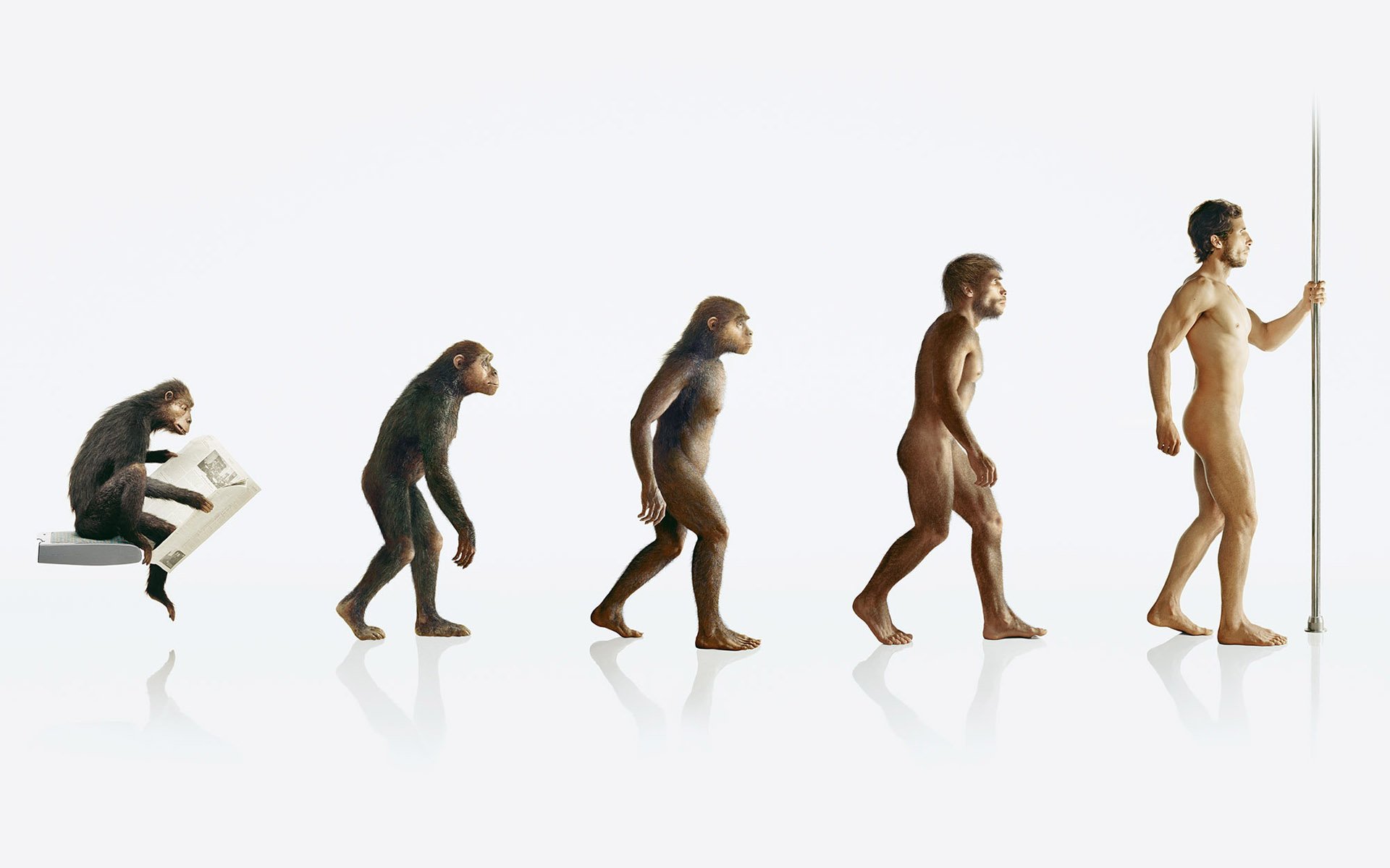 evolución mono hombre