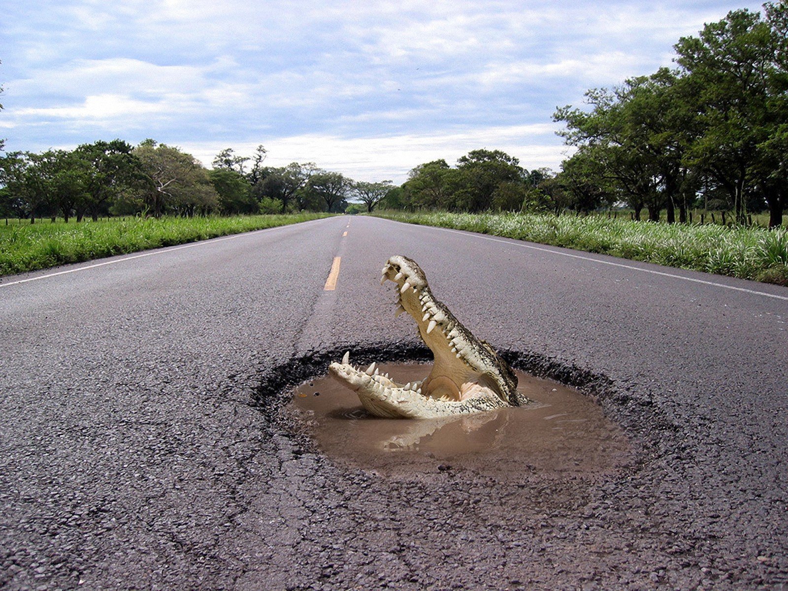 krokodil straße grube