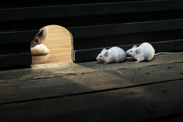 Chat paisiblement attend les curieux souriceaux