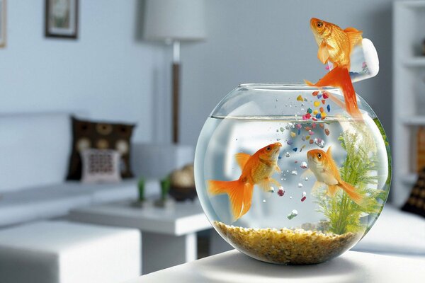 Les poissons d aquarium nourrissent eux-mêmes