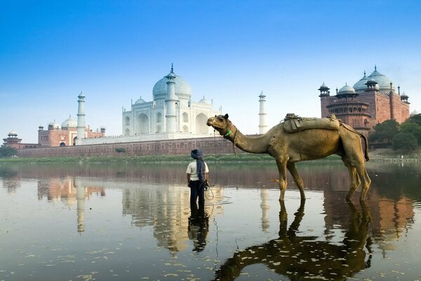 Comparison of a baby and a camel