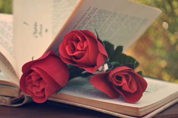 Red roses and a favorite book