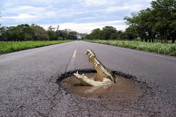 Sulle strade russe e il coccodrillo può essere trovato