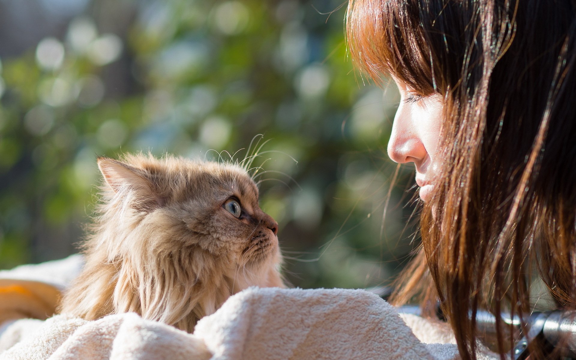 la jeune fille le chat l humeur torode
