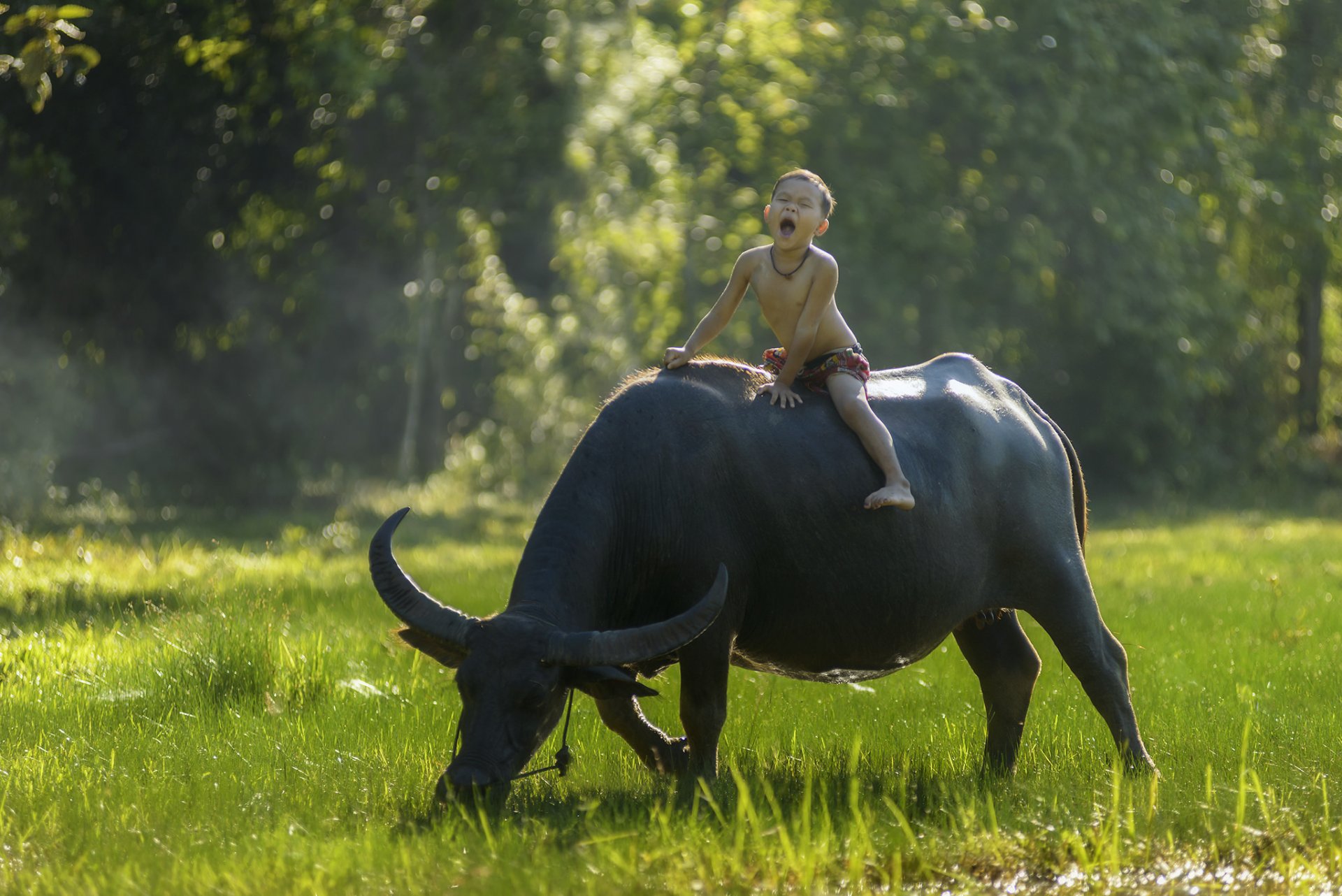 thailandia thailandia ragazzo bufalo cavaliere umore