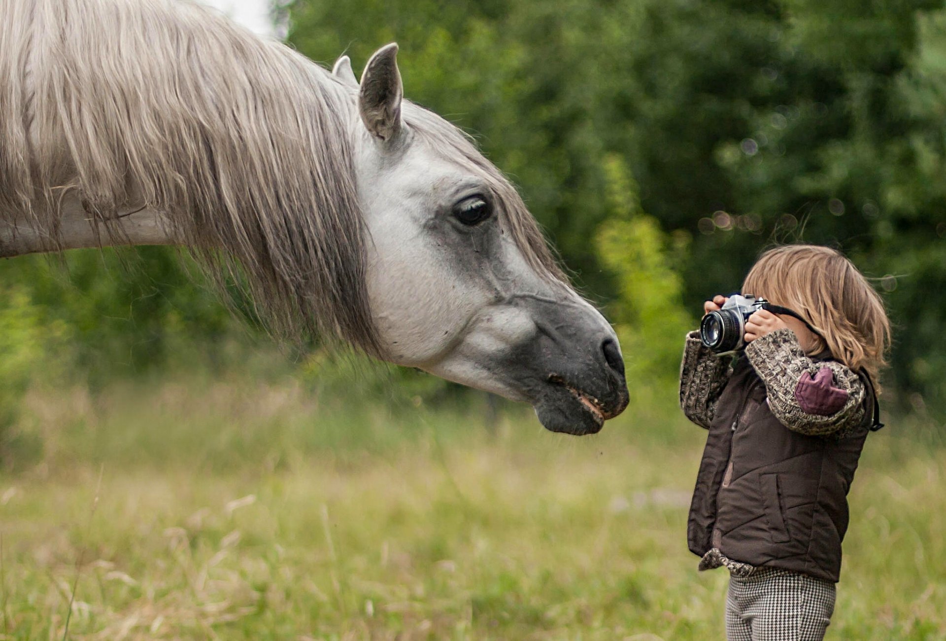 caballo caballo hocico melena niño fotógrafo paparazzi cámara
