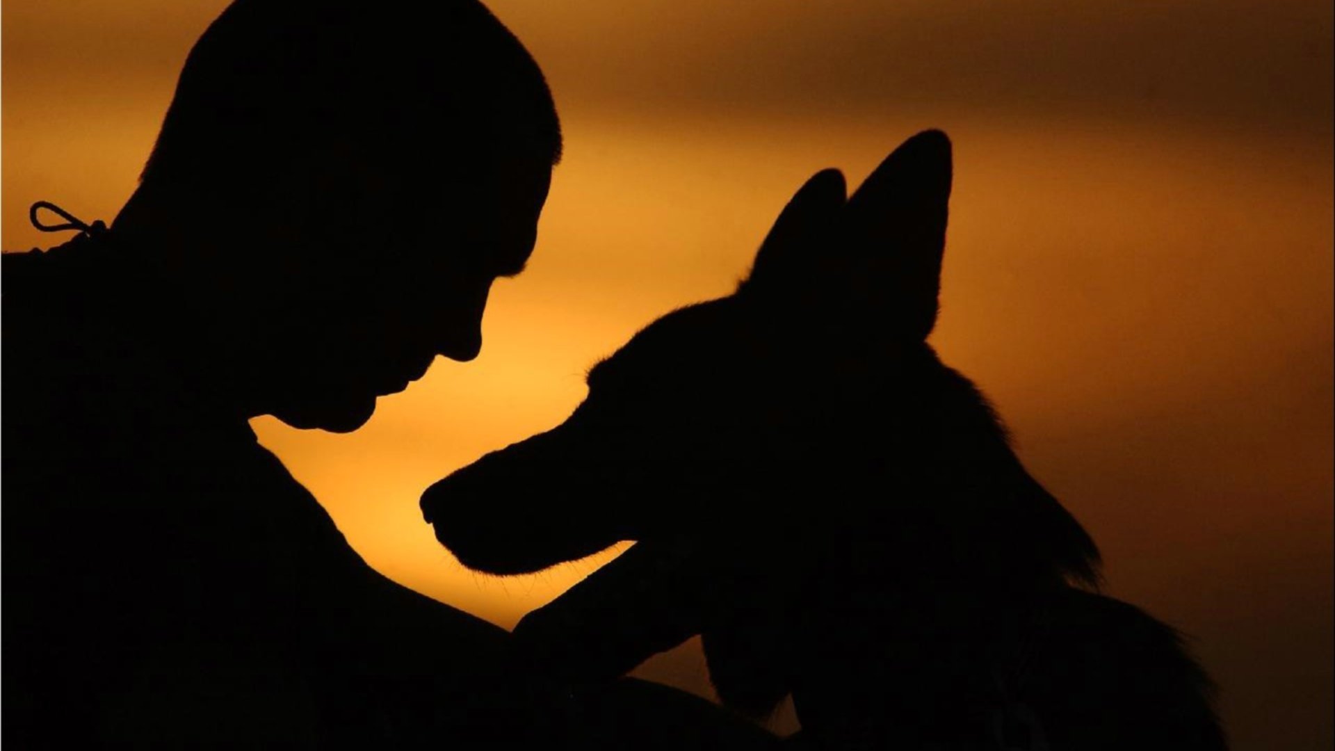 background sunset sky man dog other circuit outlines silhouette