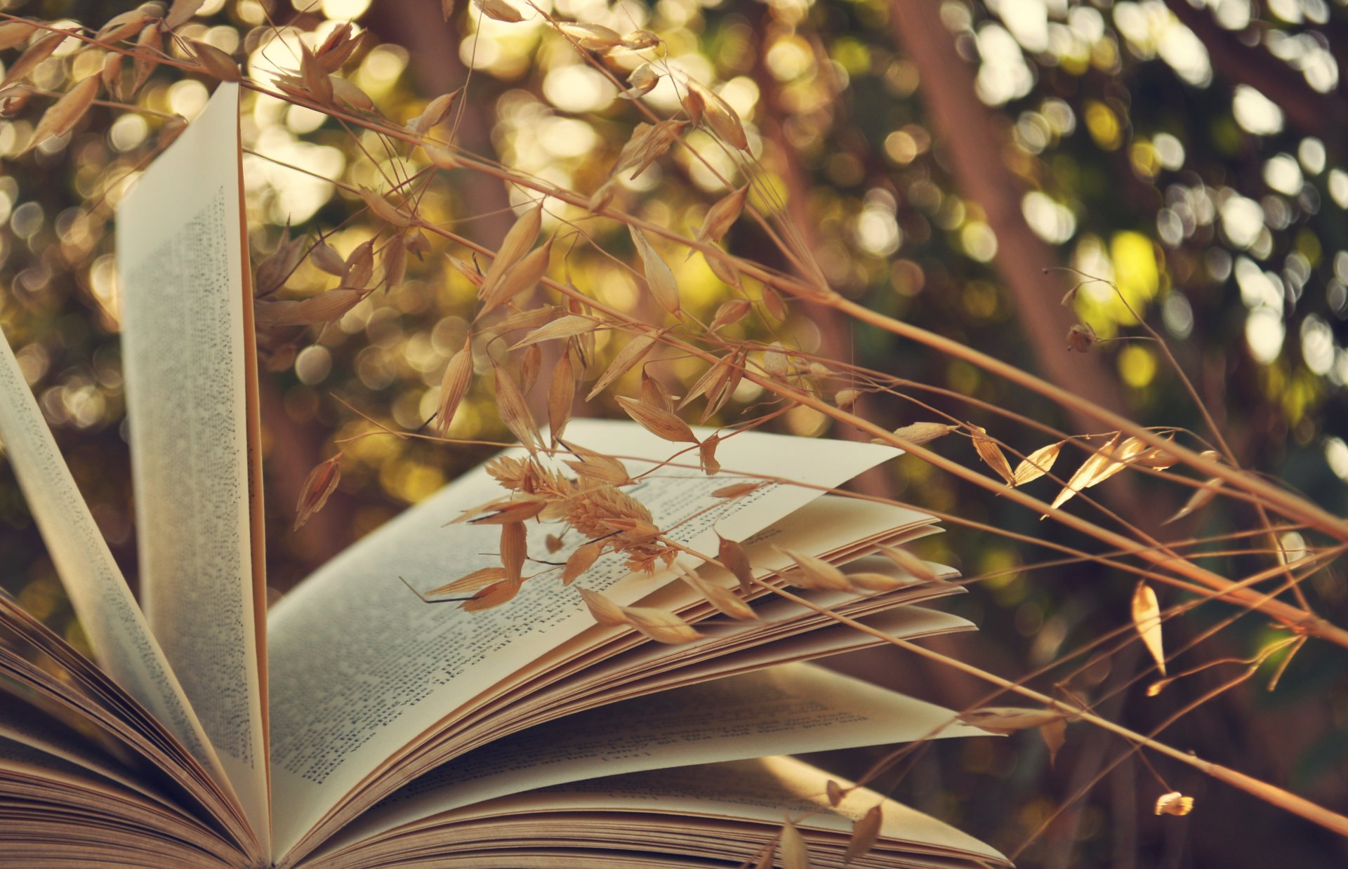 buch seiten gras