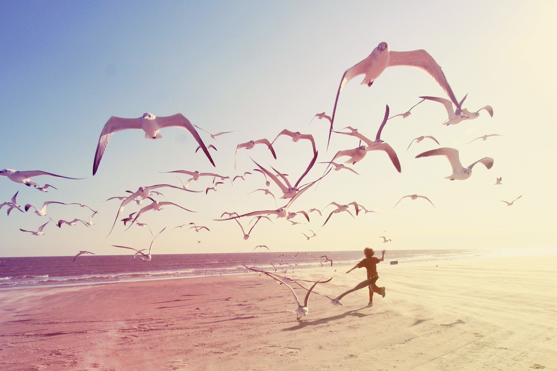 beach boy man sea seagull animal people