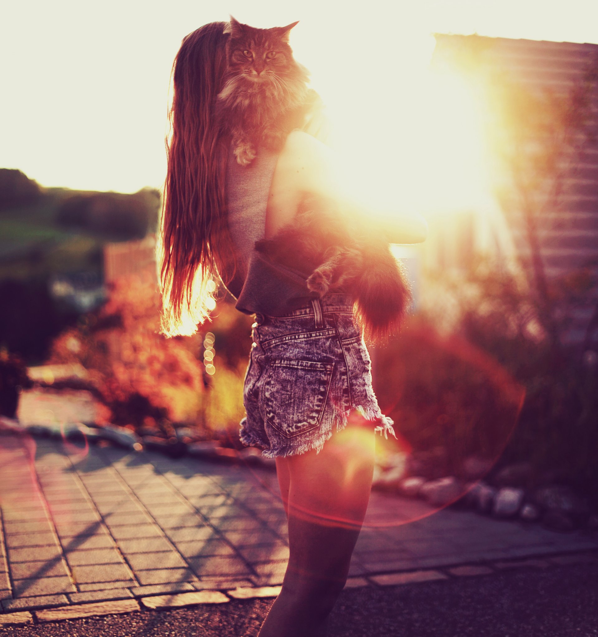 chica bokeh sol estado de ánimo gato