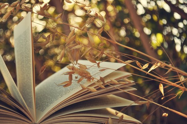 Libro aperto con pagine bianche n erba