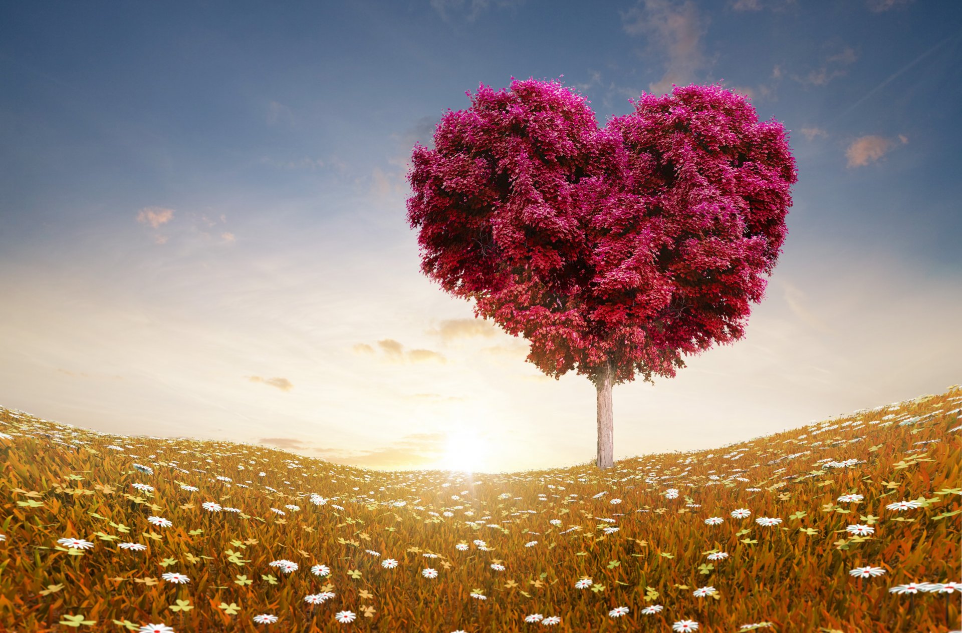 amore romanzi rosa albero campo fiori cielo nuvole rose natura san valentino romanticismo cuore