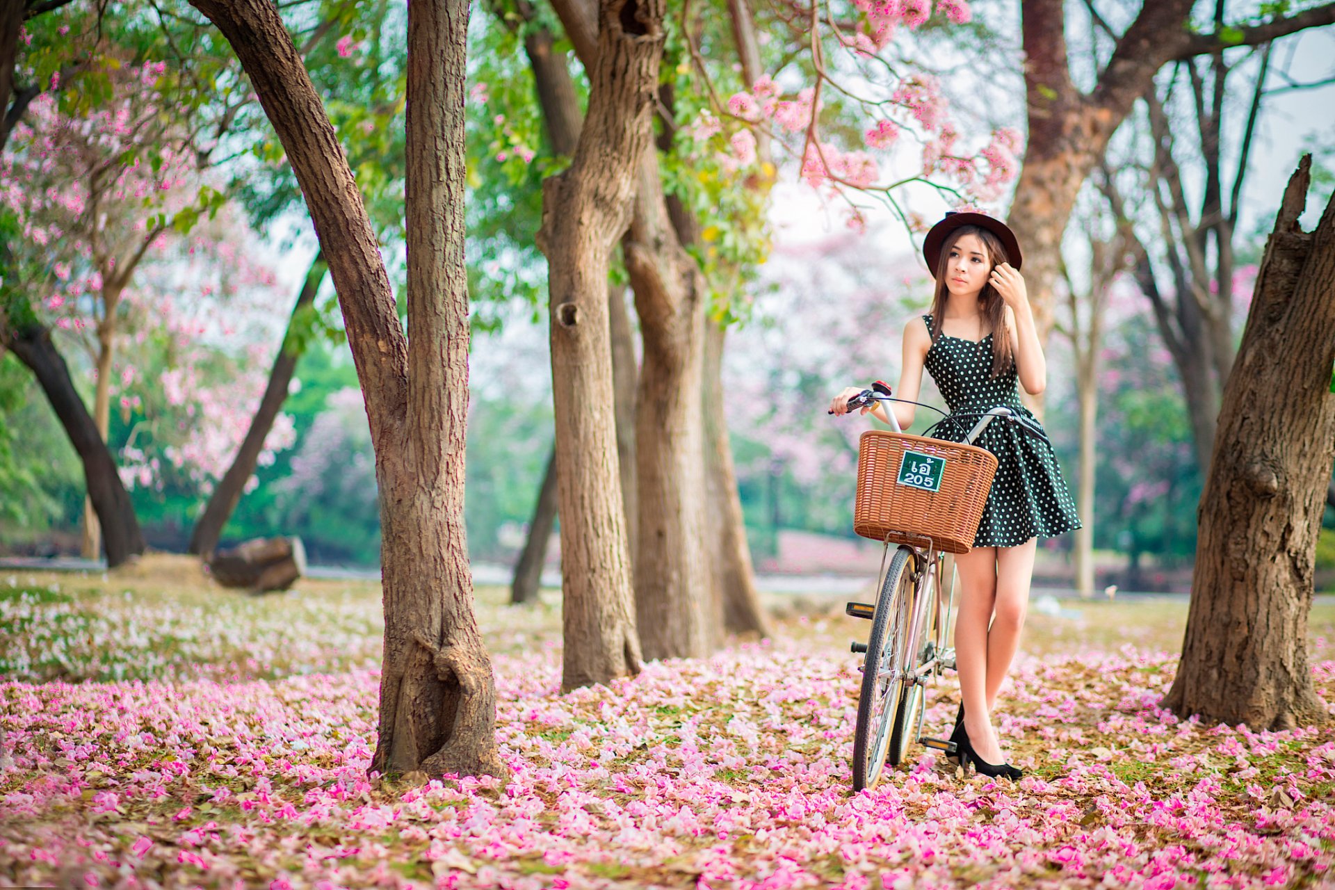 le jardin de roses la jeune fille le vélo le printemps la floraison