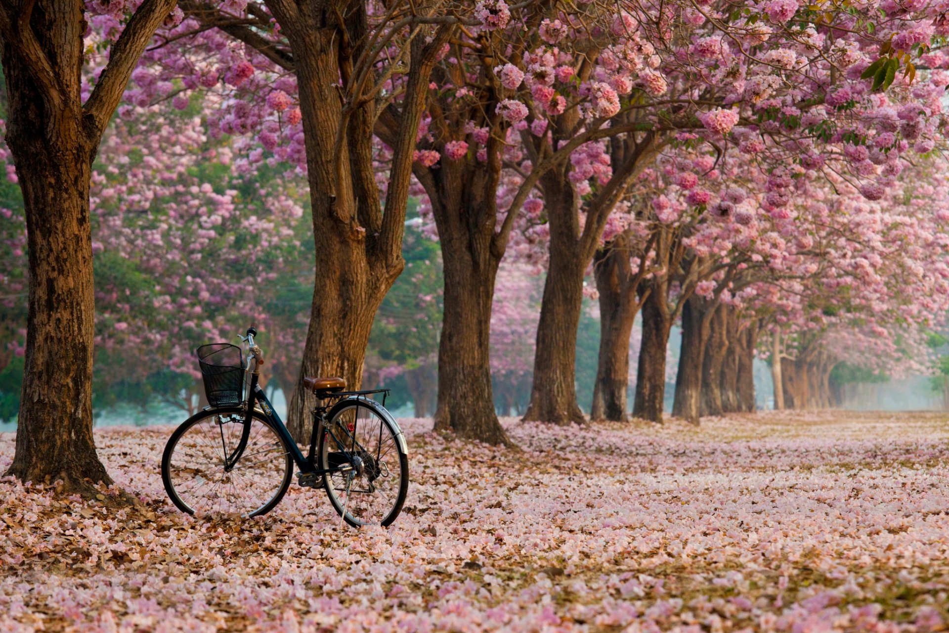 alley bloom bike