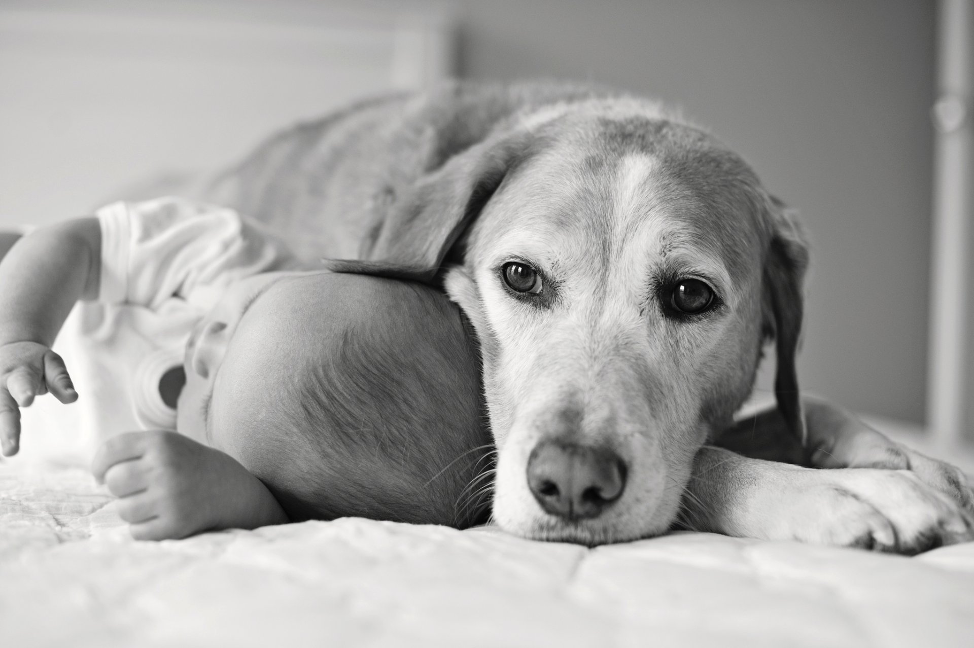 le bébé un enfant un chien un regard un ami de la en noir et blanc