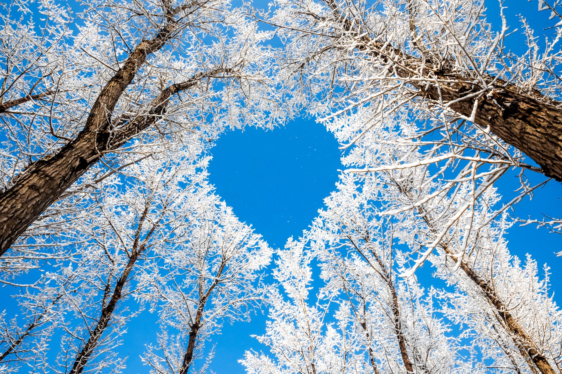 alberi rami inverno natura neve cielo cuore cuore