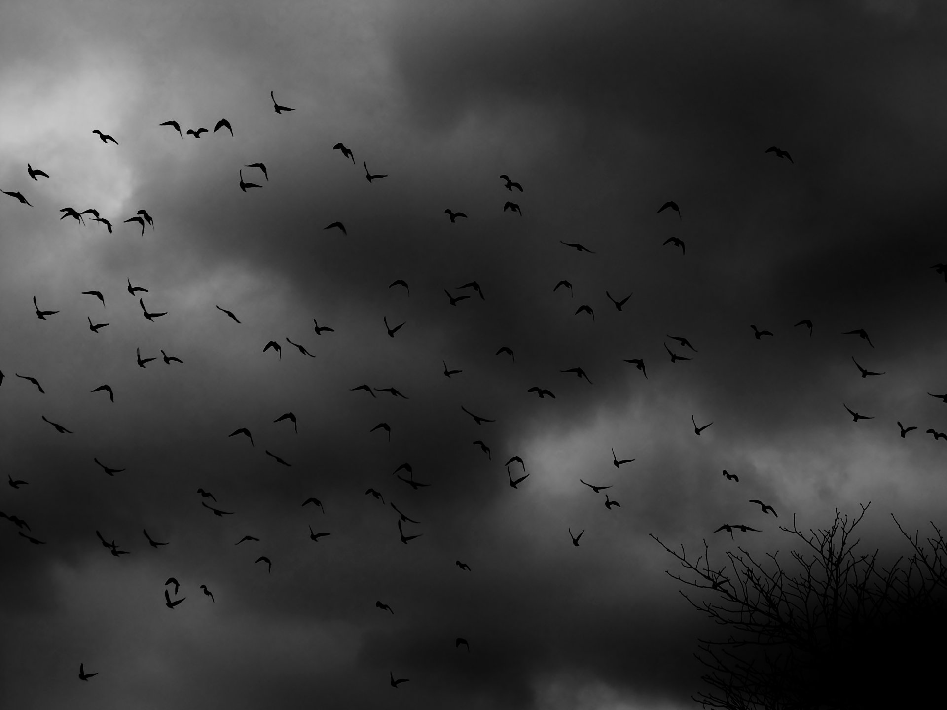 birds article bush clouds darkne