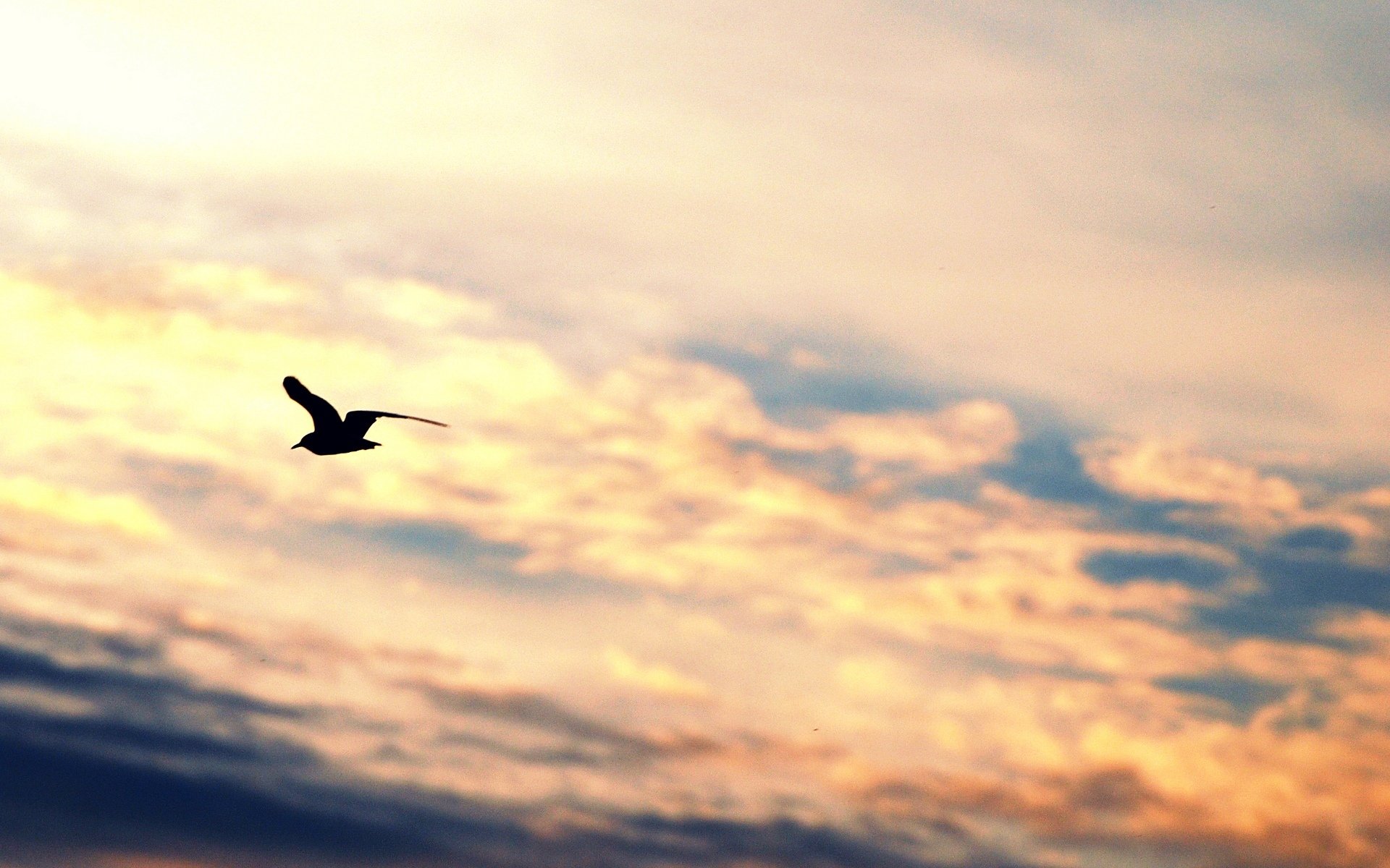 stimmungen vogel fliegen flügel silhouette möwe freiheit himmel wolken hintergrund tapete widescreen vollbild widescreen widescreen