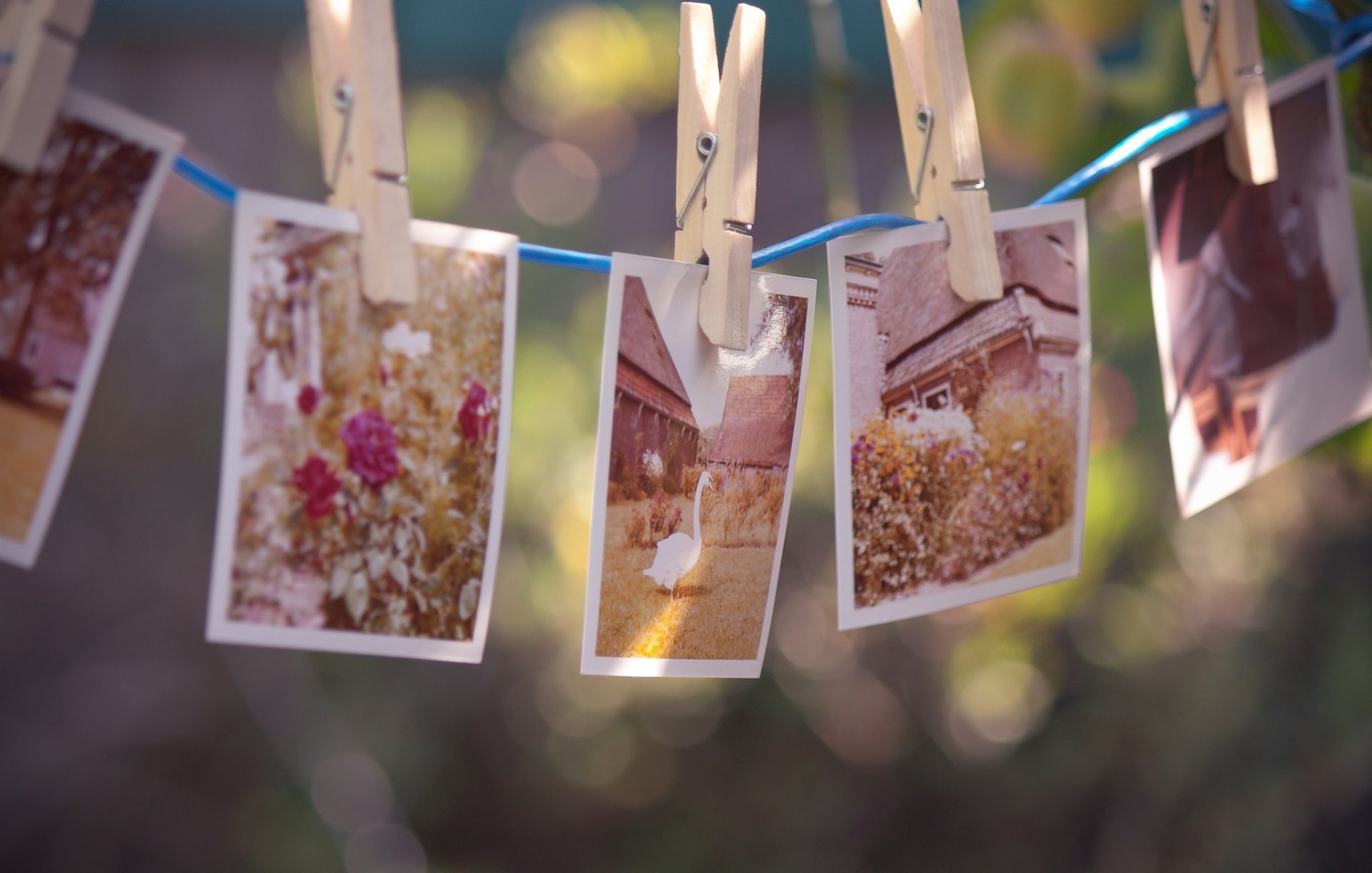 fotos pinzas para la ropa cuerda recuerdos casa flores ganso pájaro