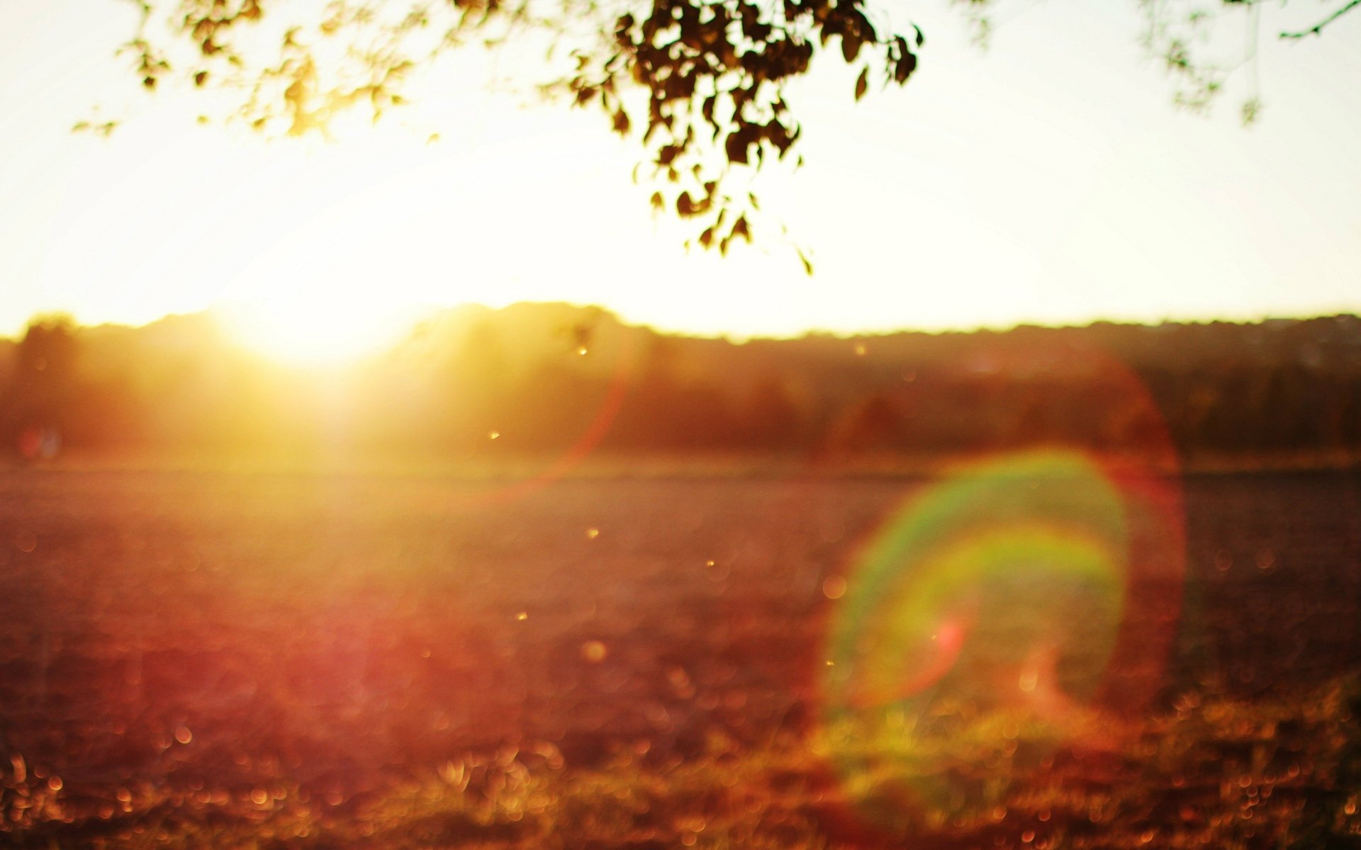 mood tree leaves leaves bokeh blur nature background wallpaper widescreen fullscreen widescreen widescreen