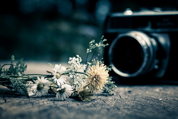 Marguerites sur fond d appareil photo