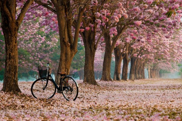 A lonely bicycle in a blooming alley