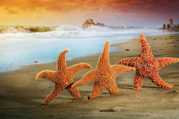 Tres estrellas de mar en el océano