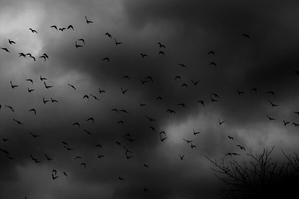 Bandada de pájaros en la oscuridad