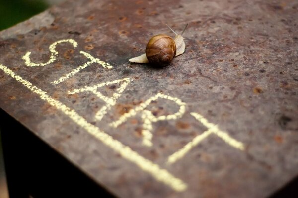 A snail crawls along a metal strip with the inscription start