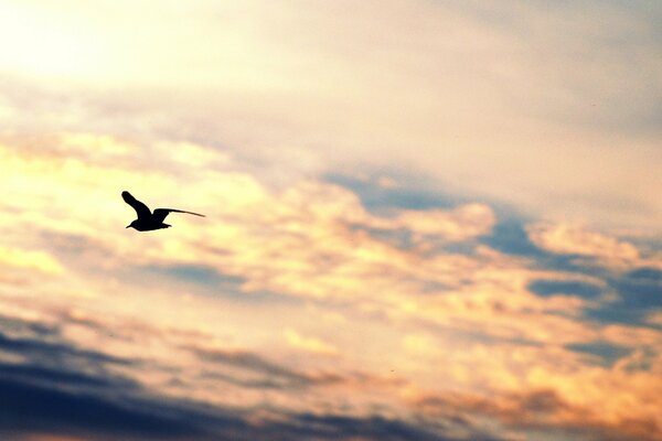 A bird in flight against the sky with clouds