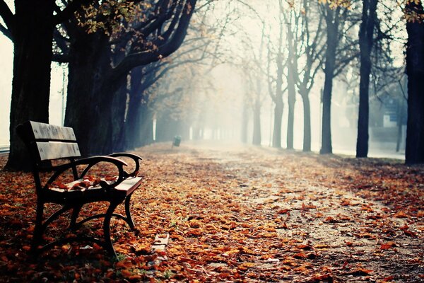 A bench in the autumn sunny park