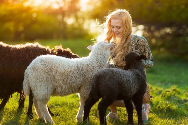 Sheep in the field in summer