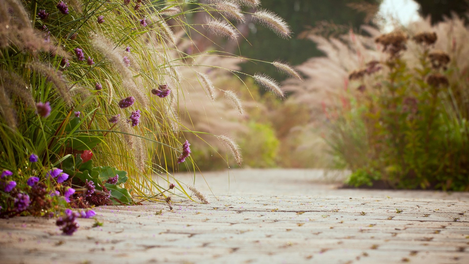 stimmungen asphalt fliesen blumen blümchen lila ohren hintergrund tapete widescreen vollbild widescreen widescreen