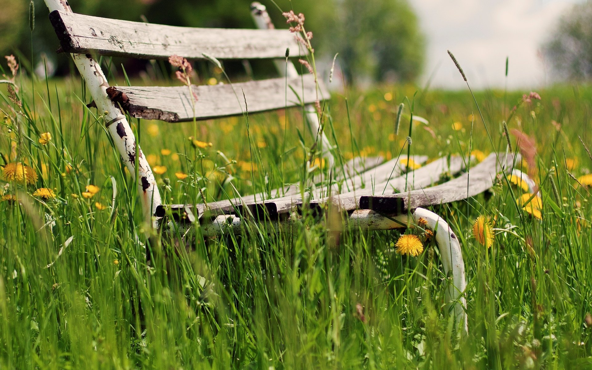 stimmung bank bank bank bank bank grün gras vegetation blumen blumen hintergrund tapete widescreen vollbild widescreen widescreen