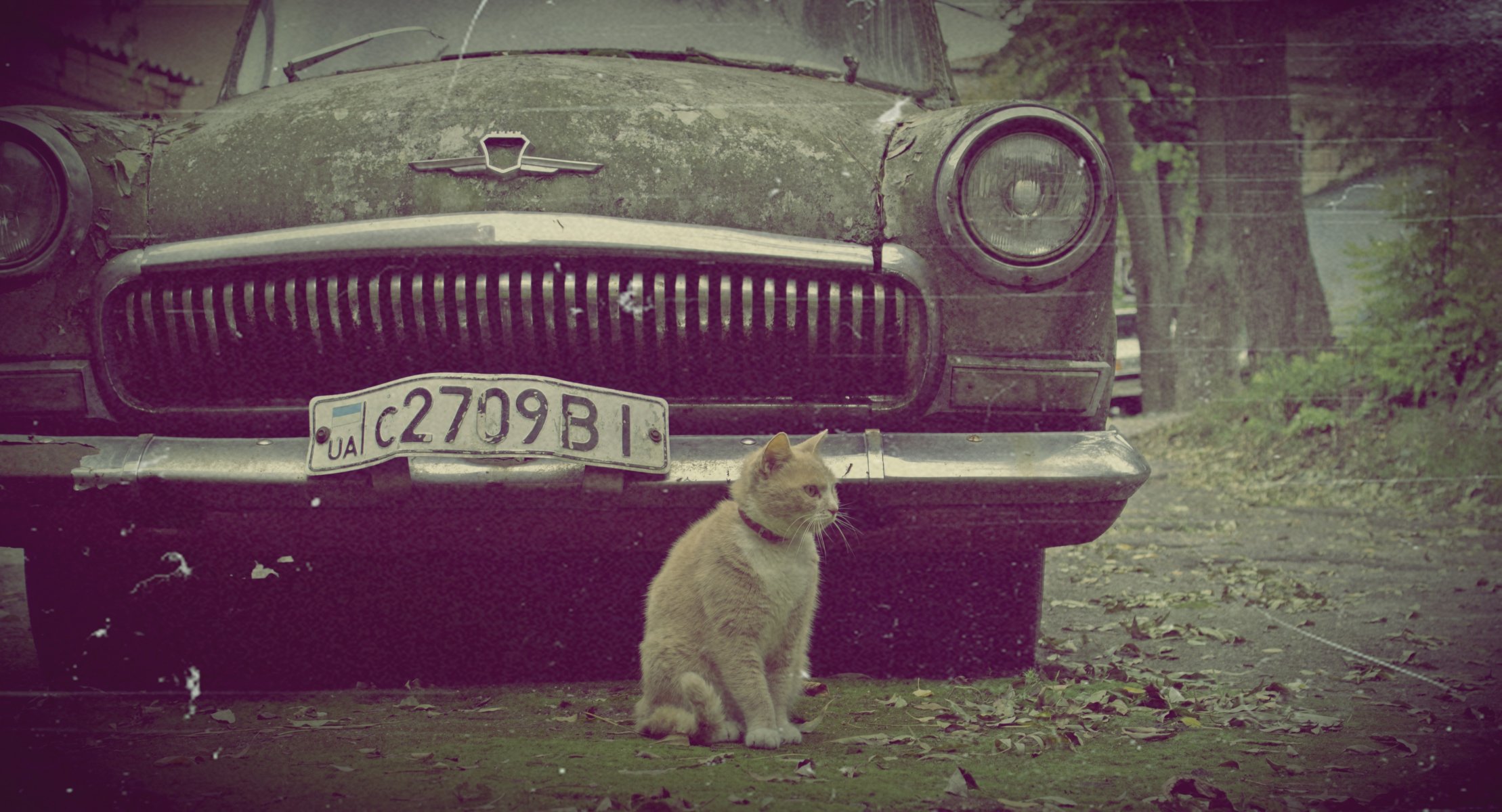 vintage retrò volga gatto