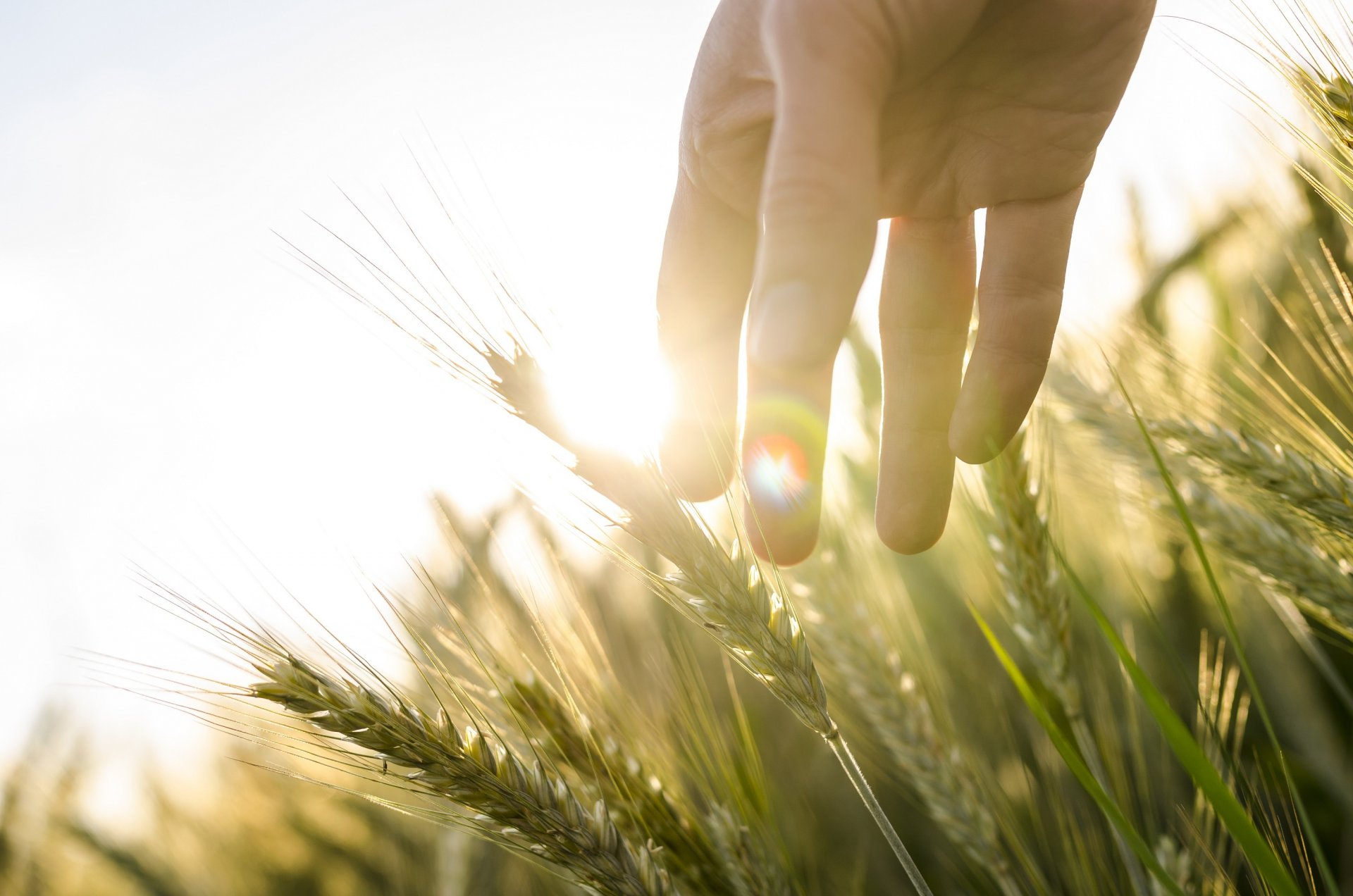 un light hand ears the field rye wheat