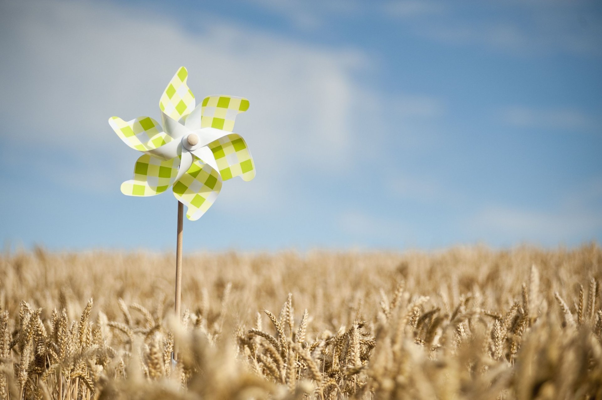 mood girandola verde campo grano segale spighe spighette spighetta macro cielo sfondo carta da parati widescreen schermo intero widescreen widescreen