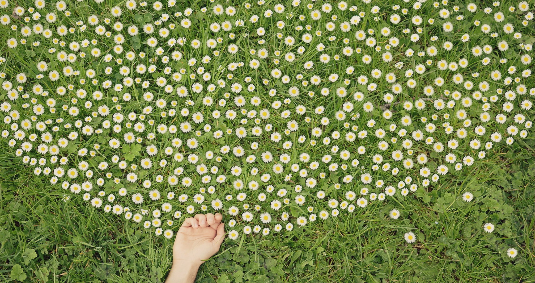 main marguerites fleurs