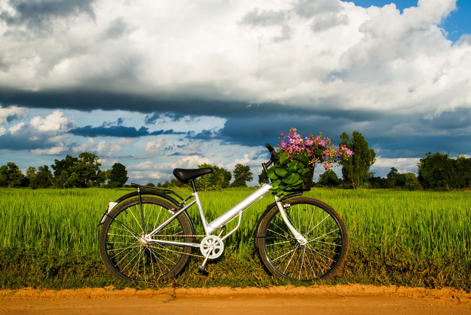 mood bicicletta cestino foglie fiori ruota erba verde alberi cielo sfondo carta da parati widescreen schermo intero widescreen widescreen