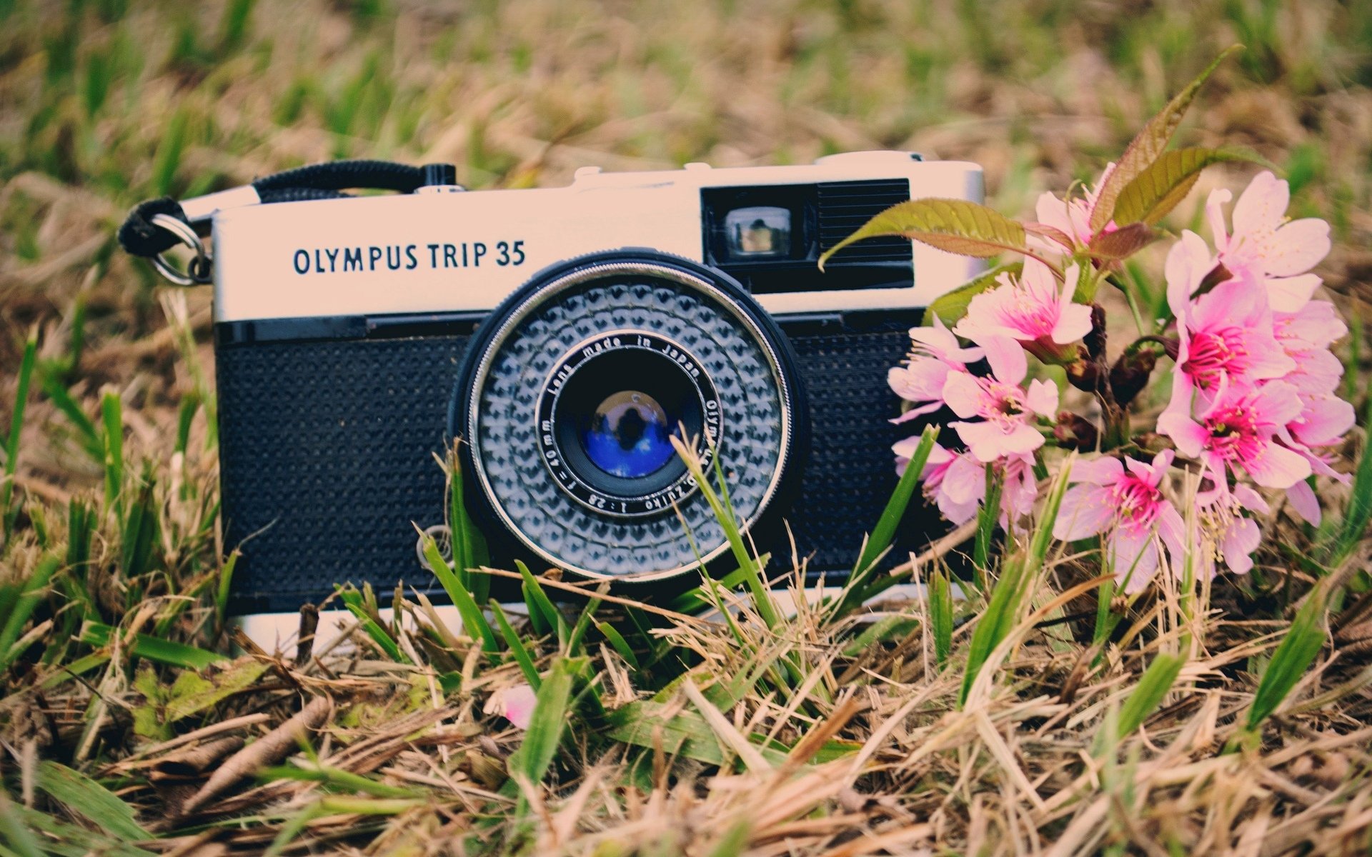 mood camera camera flowers flowers. pink grass greenery background wallpaper widescreen fullscreen widescreen widescreen