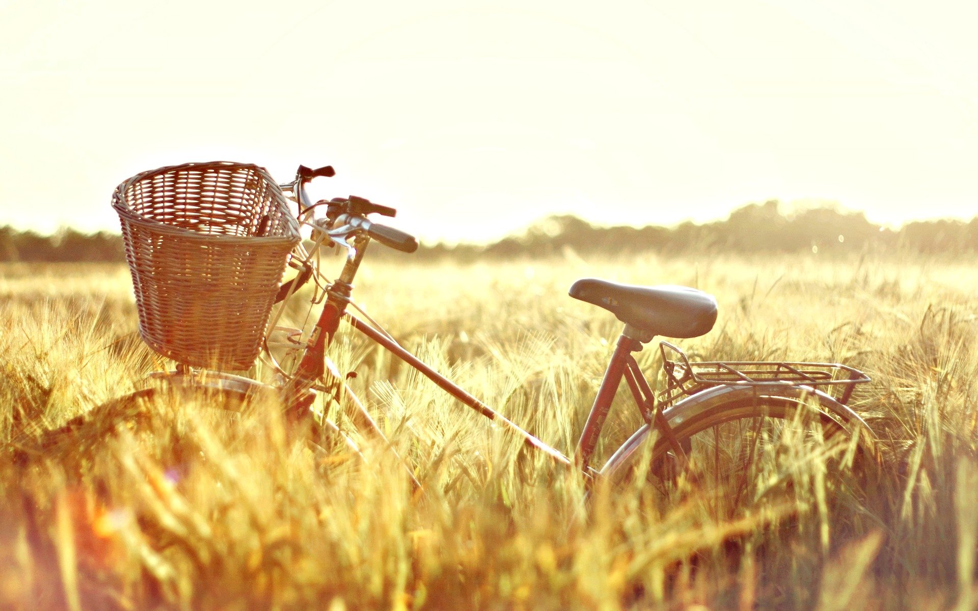 mood bicicletta cestino natura campo grano segale spighe sole giornata di sole sfondo giorno carta da parati widescreen schermo intero widescreen