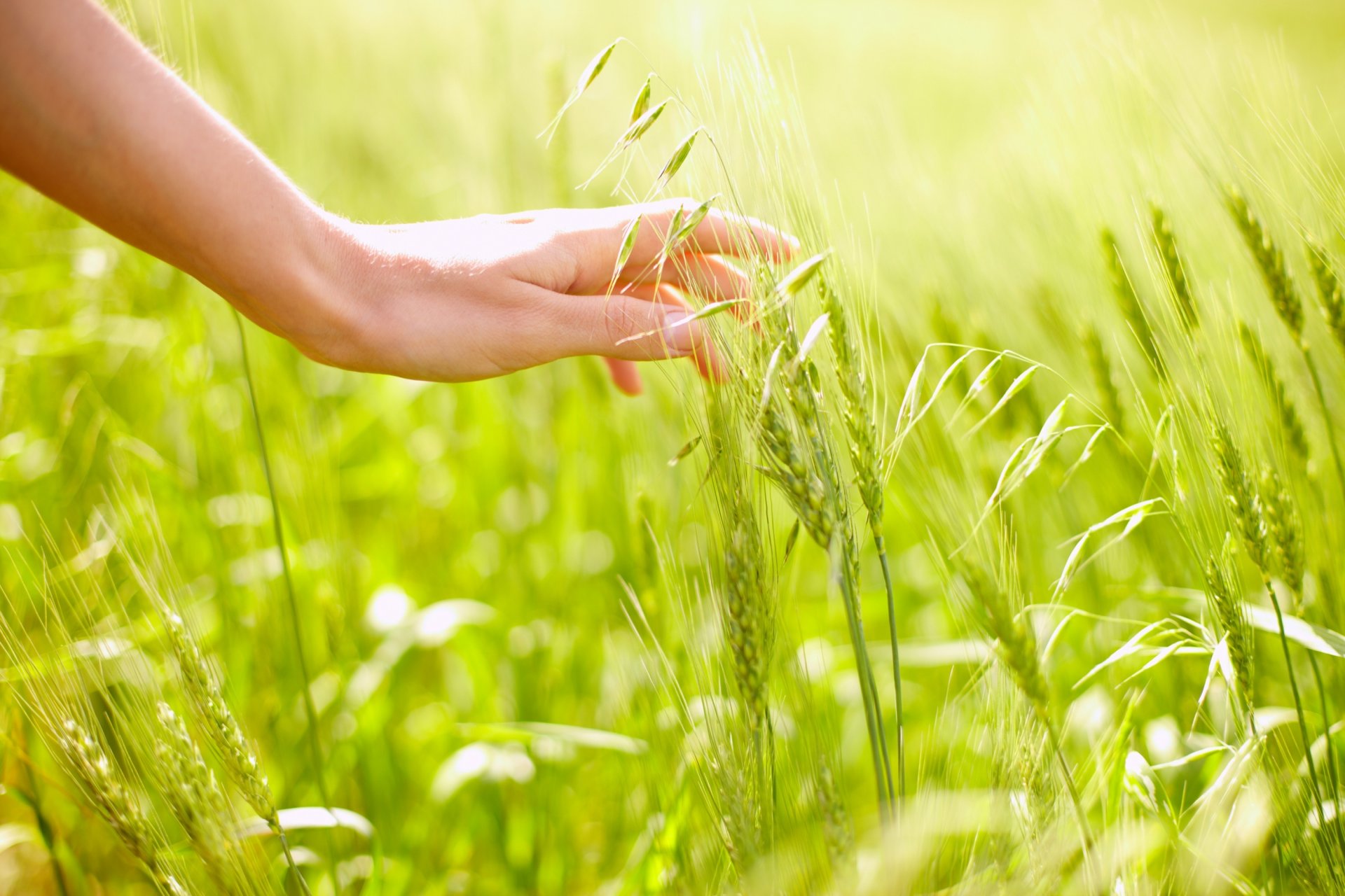 campo segale avena mano