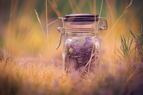 Purple lavender enclosed in a jar