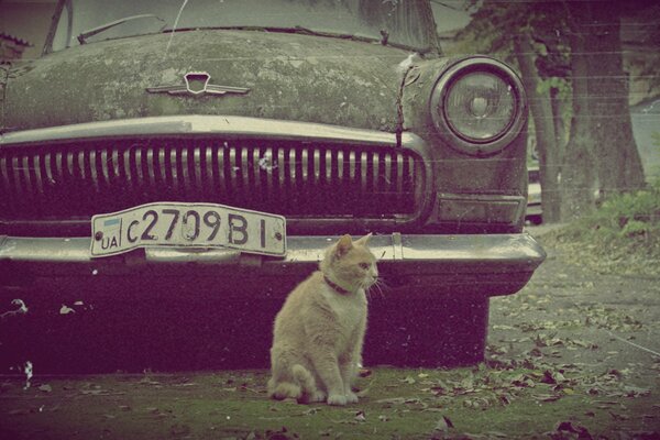 Une vieille machine à parité à côté d un chat