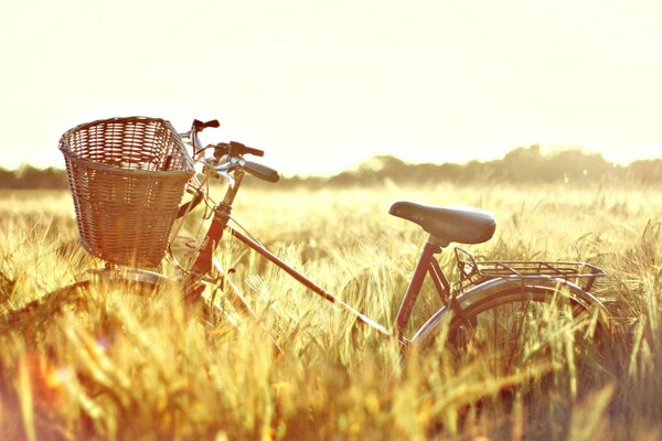 Велосипед стоит в поле ржи