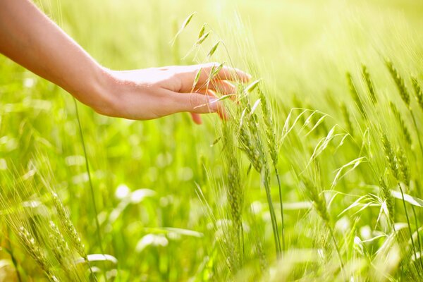 Hand berührt Roggen auf einem Feld auf grünem Hintergrund