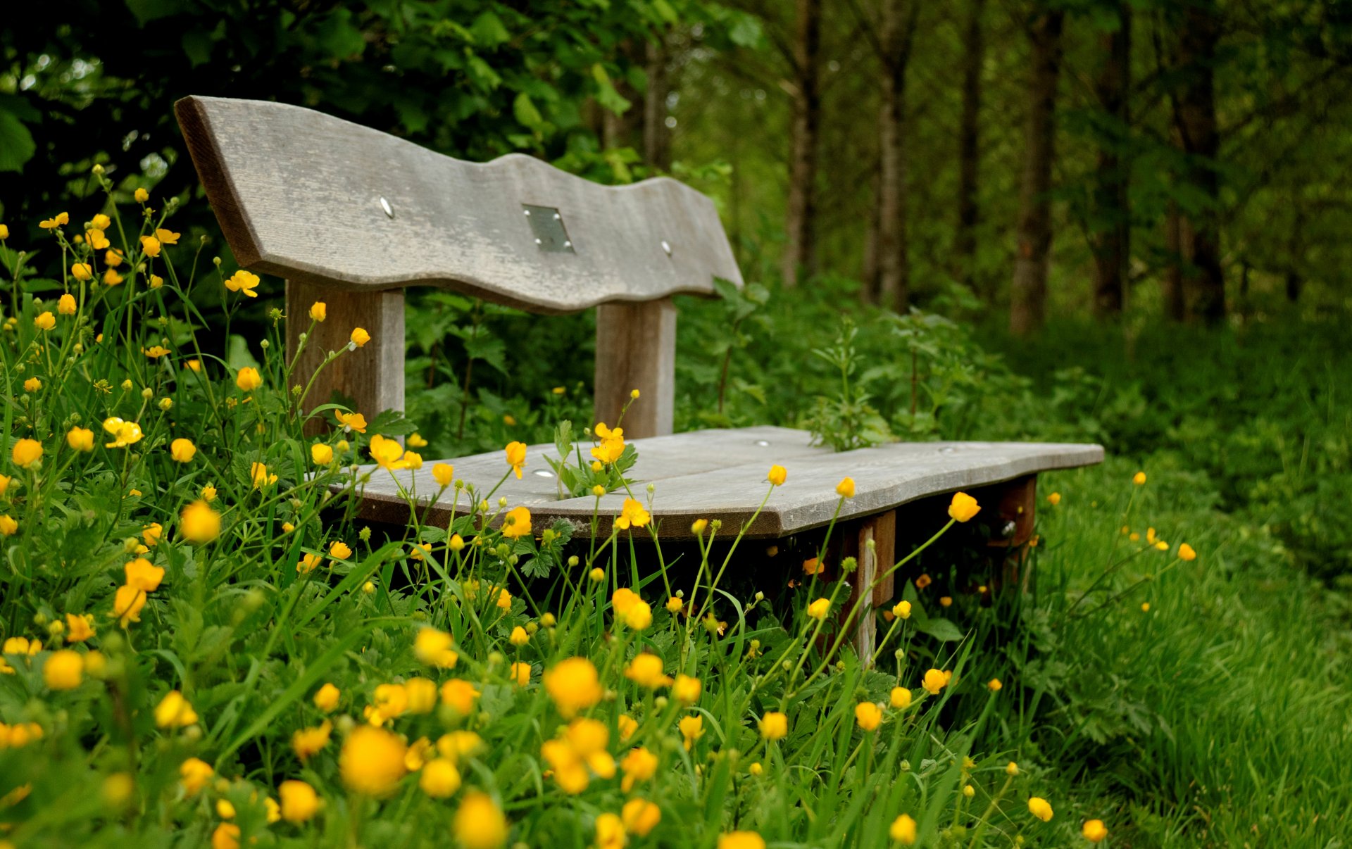 stimmung bank bank bank bank bank vegetation grün blumen blumen gelb grün hintergrund tapete widescreen vollbild widescreen widescreen