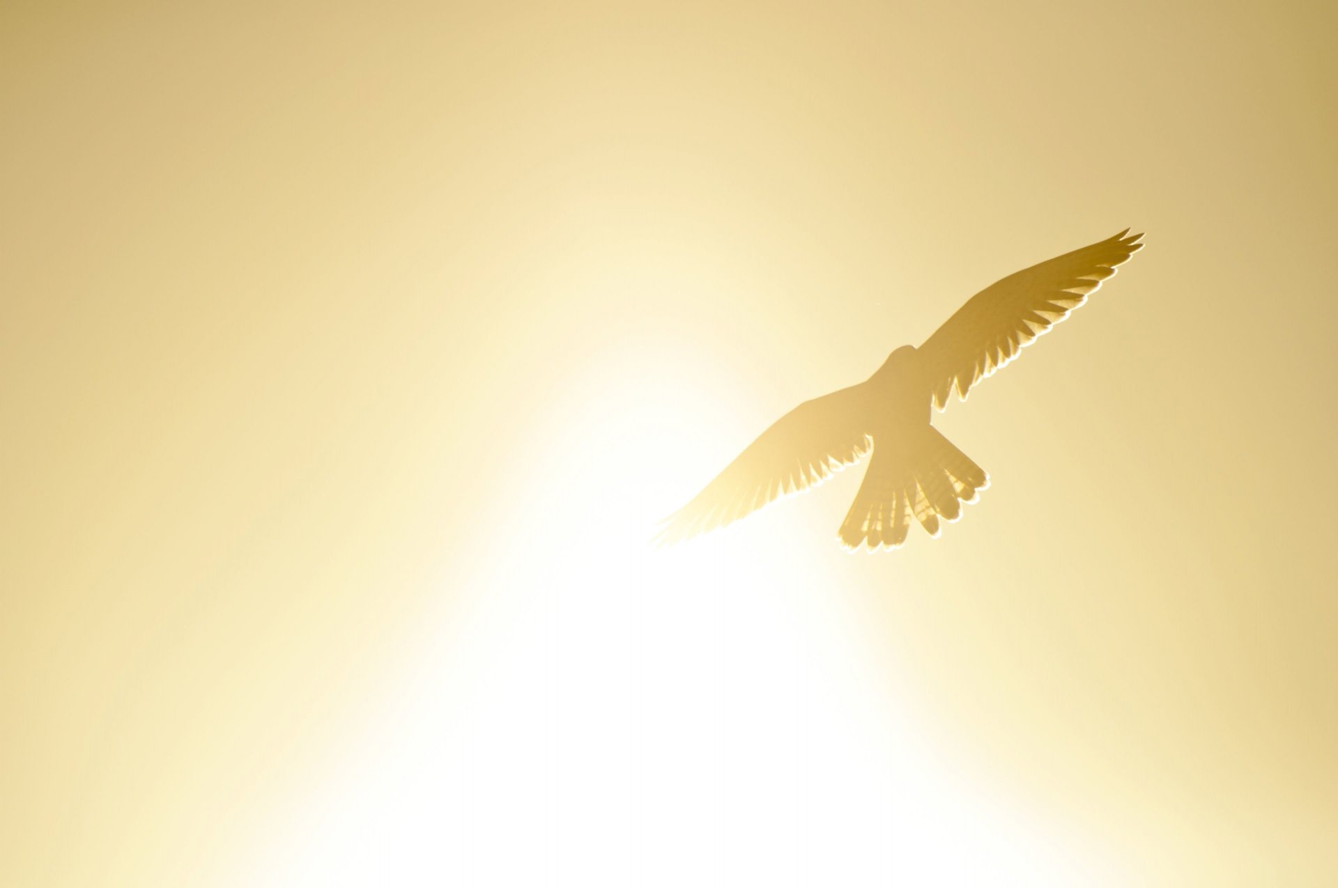 landscape mood bird bird wings flight silhouette sun sky yellow freedom background widescreen fullscreen widescreen wallpaper