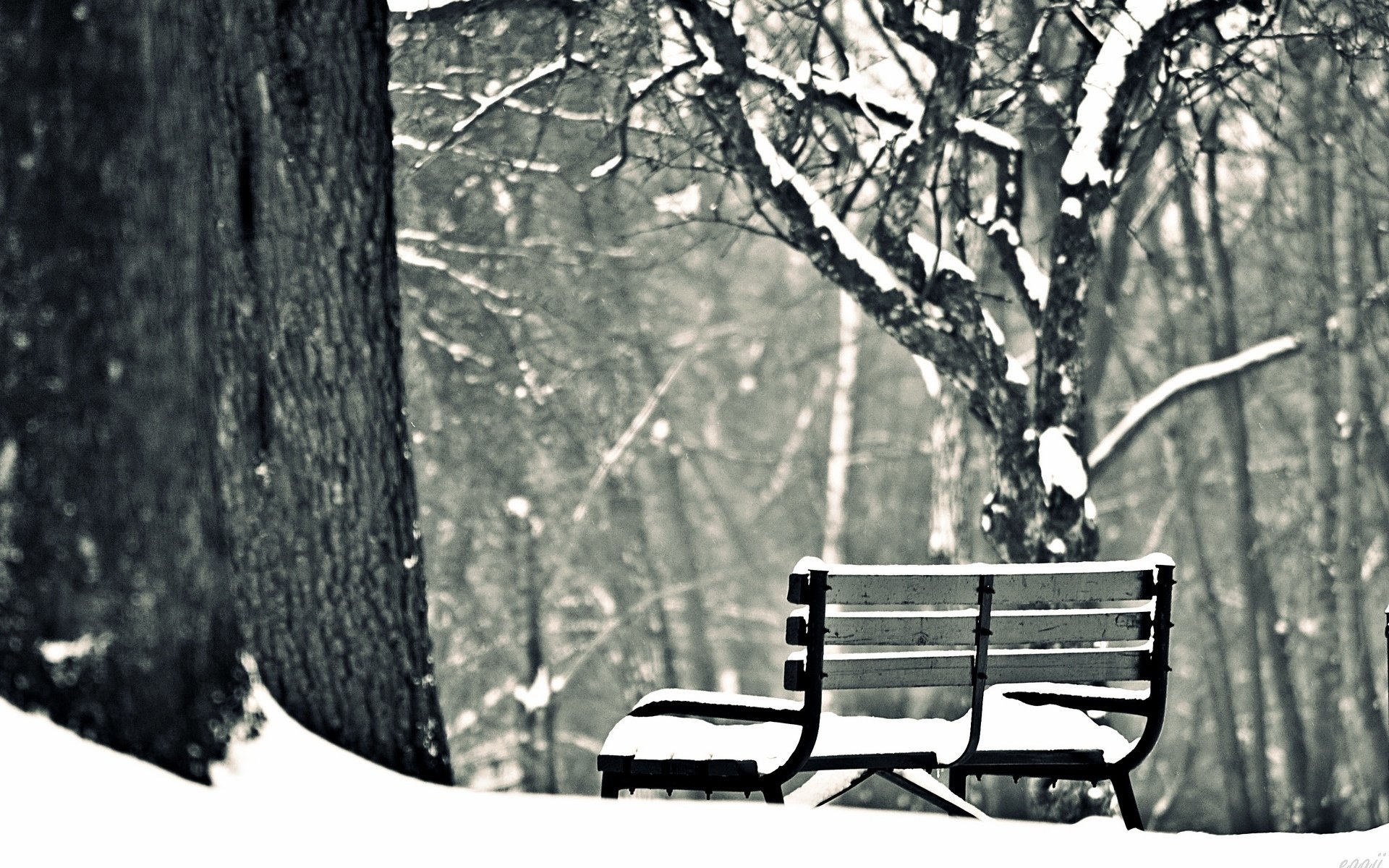 humeur banc banc banc banc hiver neige hiver arbres fond papier peint écran large plein écran écran large écran large